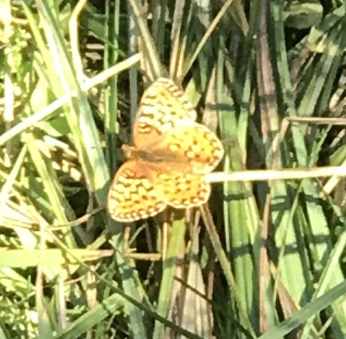 iNaturalist observation photo of Mormon Fritillary