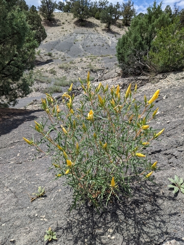 Rio Chama blazingstar (Mentzelia conspicua)