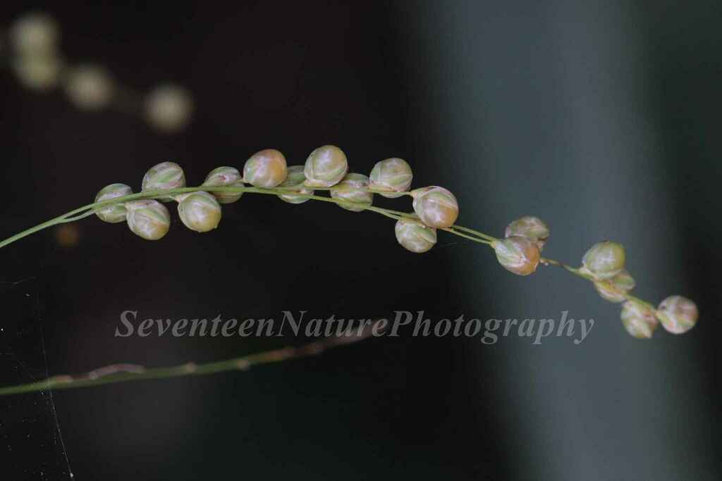 Phaenosperma globosum (Phaenosperma globosum)