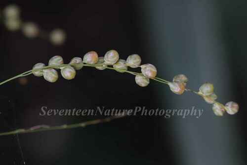 Phaenosperma globosum