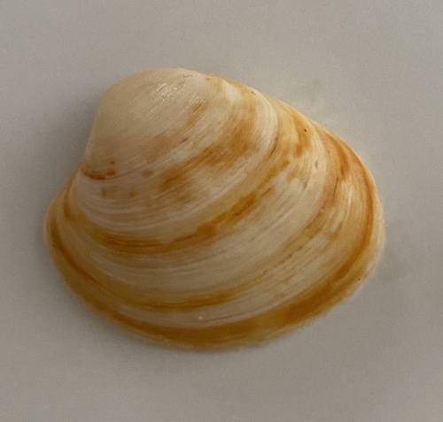 False Quahog