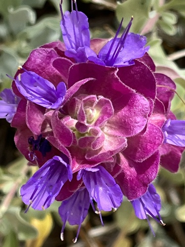 Rose Sage (Subspecies Salvia pachyphylla pachyphylla) · iNaturalist