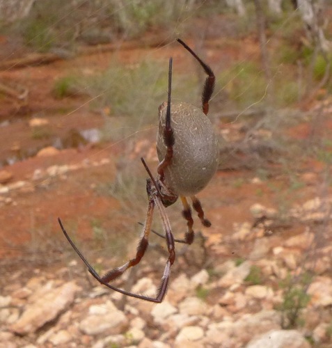 Australian Golden Orbweaver