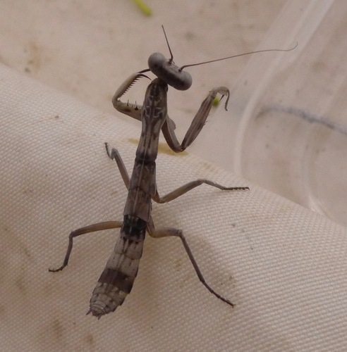Burying Mantis