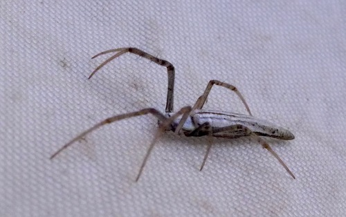 Tailed Forest Spider