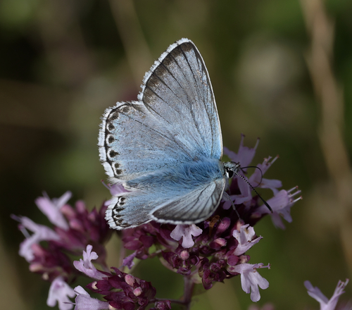 Chalkhill Blue