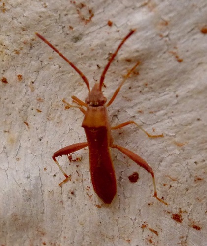 Hamedius incarnatus