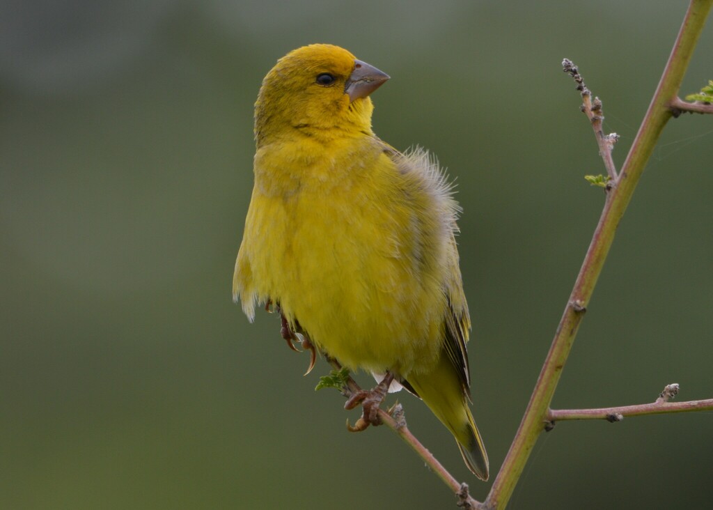 Parasitic Weaver photo