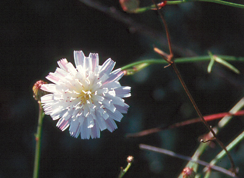 Malacothrix saxatilis var. saxatilis