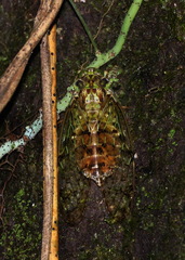 Image of Procollina ustulata