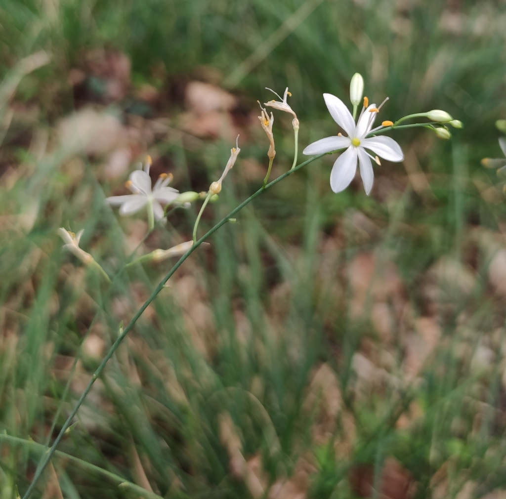 Branched St Bernard's Lily from Varese, Lombardia, IT on July 23, 2022 ...