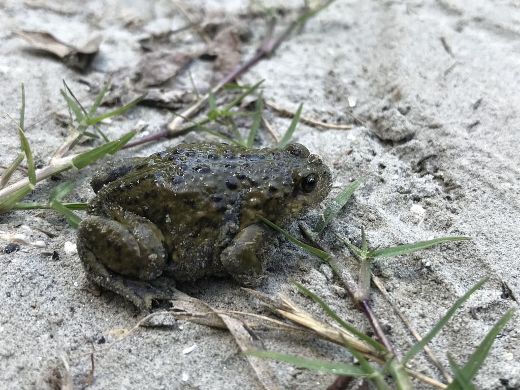 Verrucous Digging Frog from Dali, Yunnan, CN on July 26, 2022 at 03:45 ...