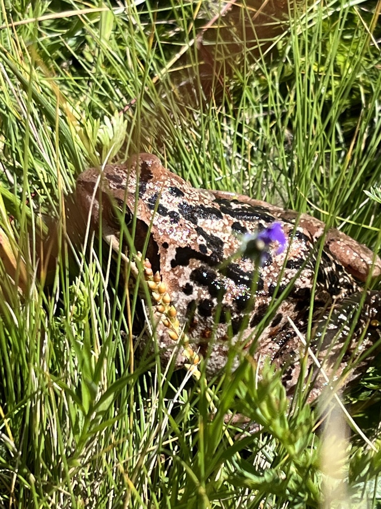 European Common Frog From Sankt Ant Nien Graub Nden Ch On July