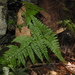 Dryopteris pseudocaenopteris - Photo (c) naturalistchu, all rights reserved, uploaded by naturalistchu