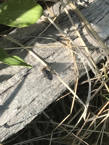 iNaturalist observation photo of Bluebottle Flies