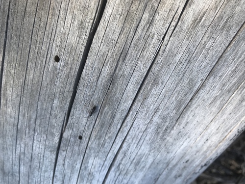 iNaturalist observation photo of Carpenter Ants, Typical Sugar Ants and Allies