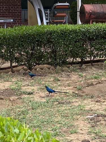 Long-tailed Glossy Starling