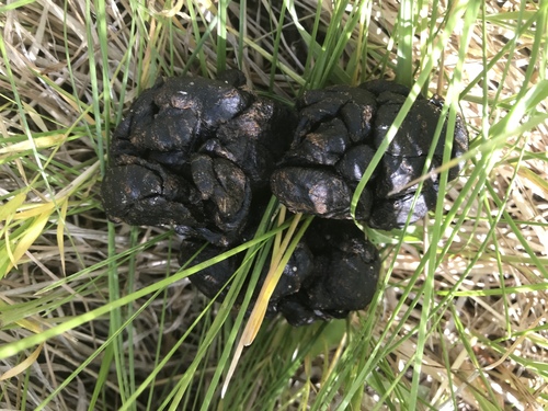 iNaturalist observation photo of Ungulates, Carnivorans, and Allies