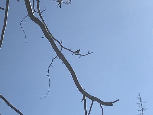 iNaturalist observation photo of Perching Birds