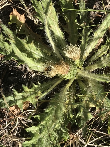 iNaturalist observation photo of Leafcutter, Mortar, and Resin Bees
