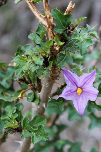 Solanum rubetorum