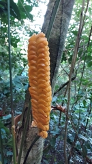 Calathea crotalifera image