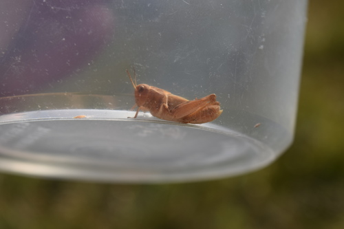 iNaturalist observation photo of Clear-winged Grasshopper