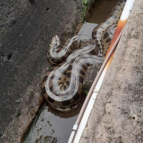 Green Anaconda