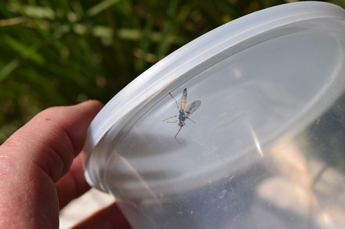 iNaturalist observation photo of Ichneumonid Wasps