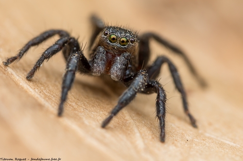 Phlegra fasciata