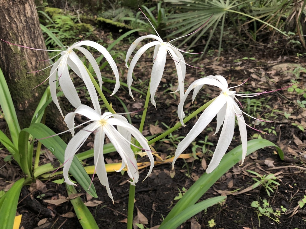 Lirio de Pantano (Crinum americanum) · NaturaLista Colombia