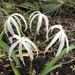 Southern Swamp Crinum - Photo (c) ethanbaldwin, all rights reserved, uploaded by ethanbaldwin