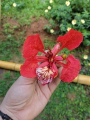 Delonix regia image