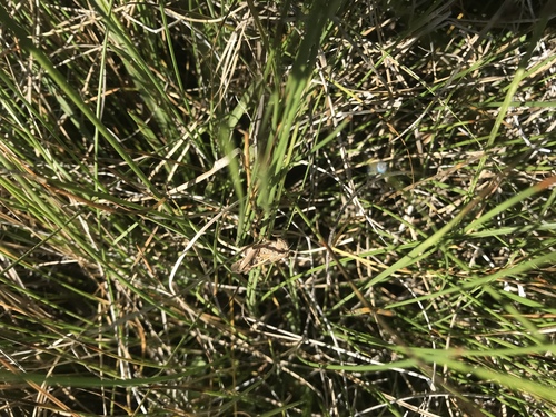iNaturalist observation photo of Clear-winged Grasshopper