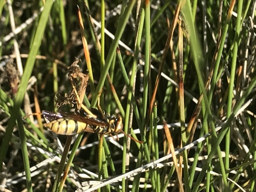 iNaturalist observation photo of Golden Paper Wasp