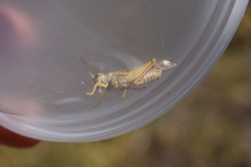 iNaturalist observation photo of Clear-winged Grasshopper