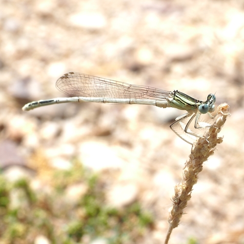 White Featherleg