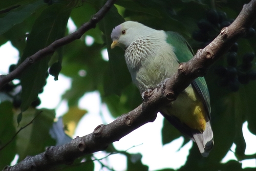 Subspecies Ptilinopus purpuratus purpuratus · iNaturalist