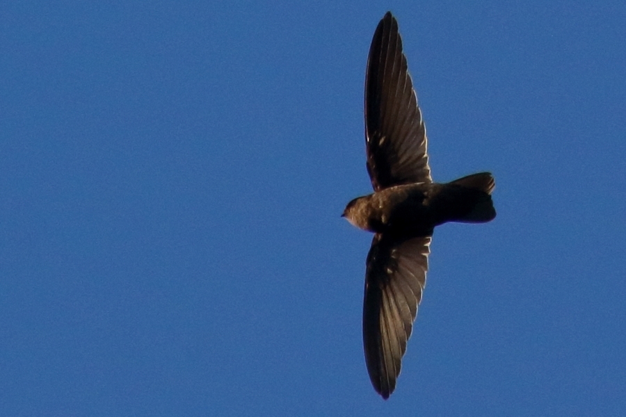 Tahiti Swiftlet (Aerodramus leucophaeus) photo