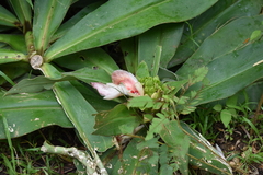 Costus guanaiensis image