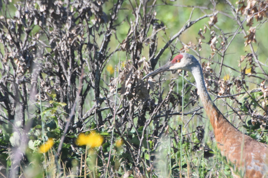 Sandhill Crane In July 2022 By Cade INaturalist   Large 