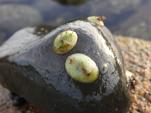 Mexican Striped Limpet