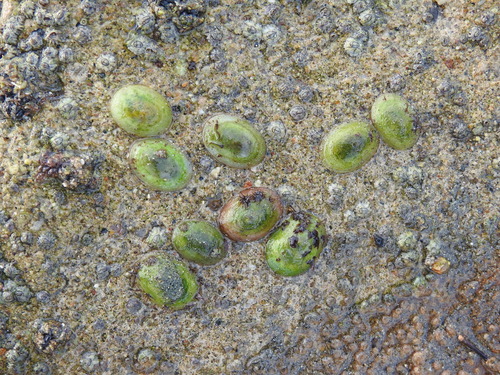 Mexican Striped Limpet