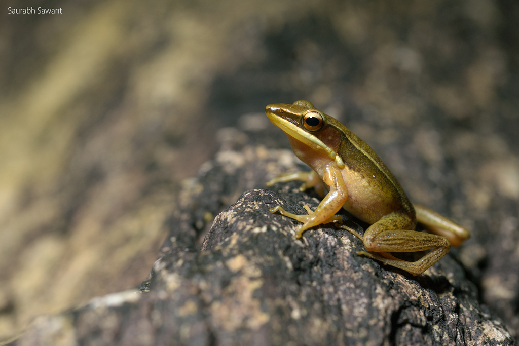 Rao's Intermediate Golden-backed Frog (Hylarana intermedia)