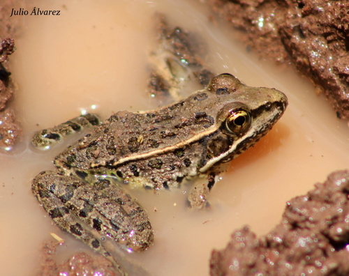 Transverse Volcanic Leopard Frog
