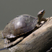 Indian Roofed Turtle - Photo (c) Ameet Zaveri, all rights reserved, uploaded by Ameet Zaveri