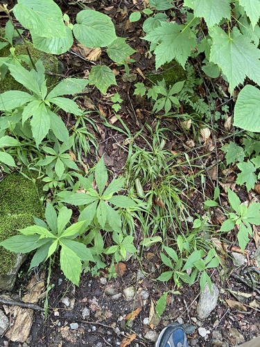 Luzula parviflora ssp. melanocarpa