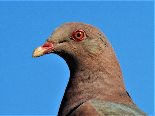 Red-billed Pigeon