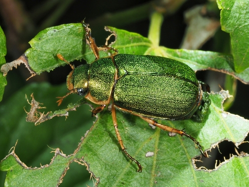 Anomala corrugata