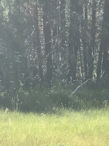 iNaturalist observation photo of Non-biting Midges